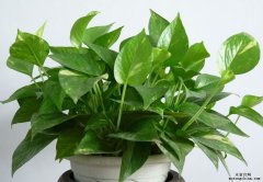 綠植、活性炭、空氣凈化機的妙用