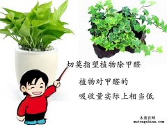 植物除甲醛管不管用？